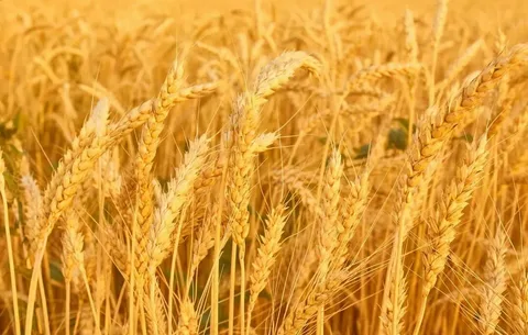 تصویر 1 از فروش شامپو جوانه گندم + قیمت خرید به صرفه